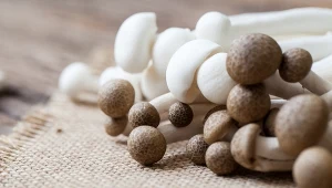 Grzyby shimeji są m.in. źródłem witaminy D2, witamin z grupy B, a także białka i błonnika