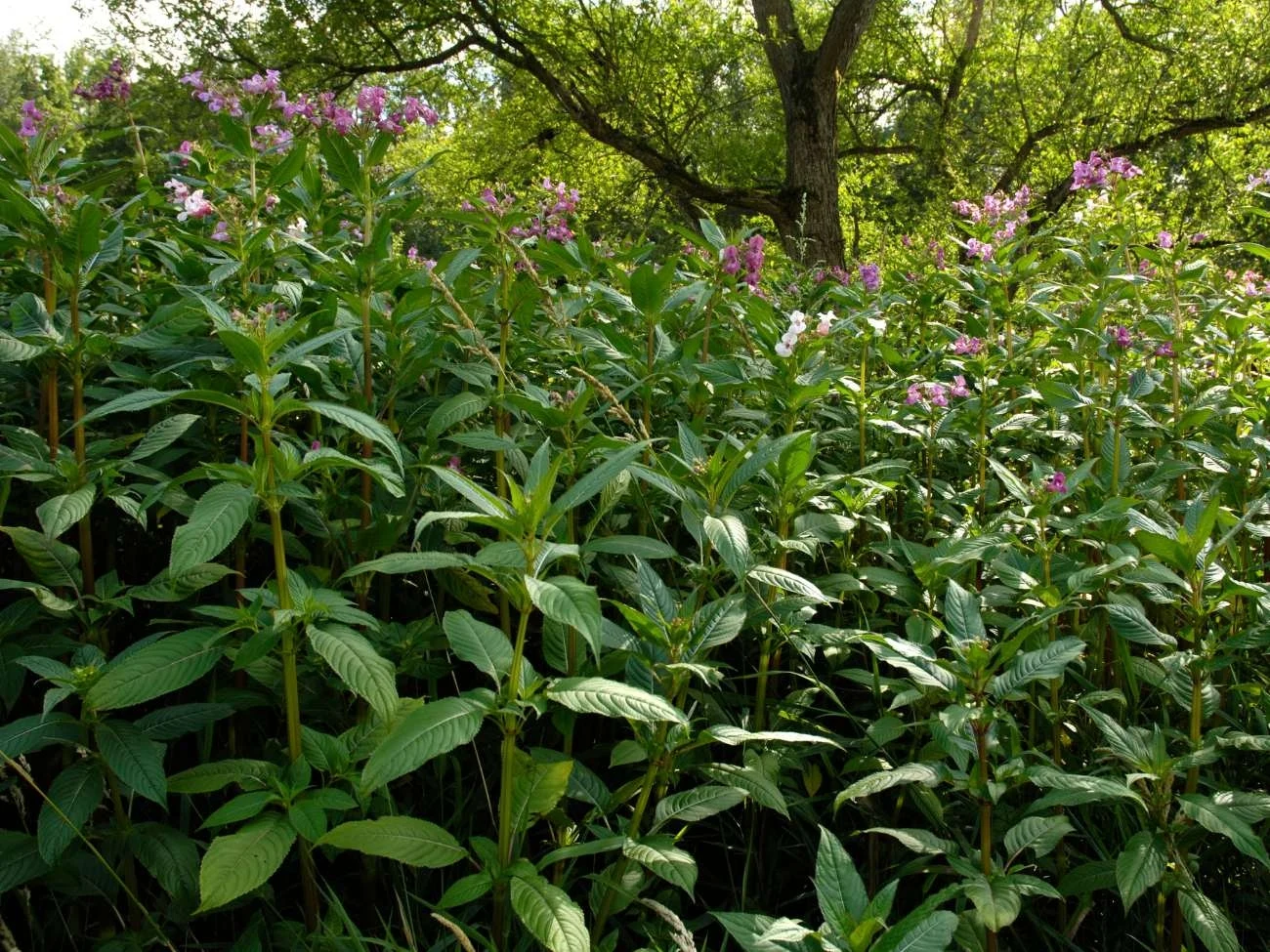 Niecierpek gruczołowaty (łac. Impatiens glandulifera)
