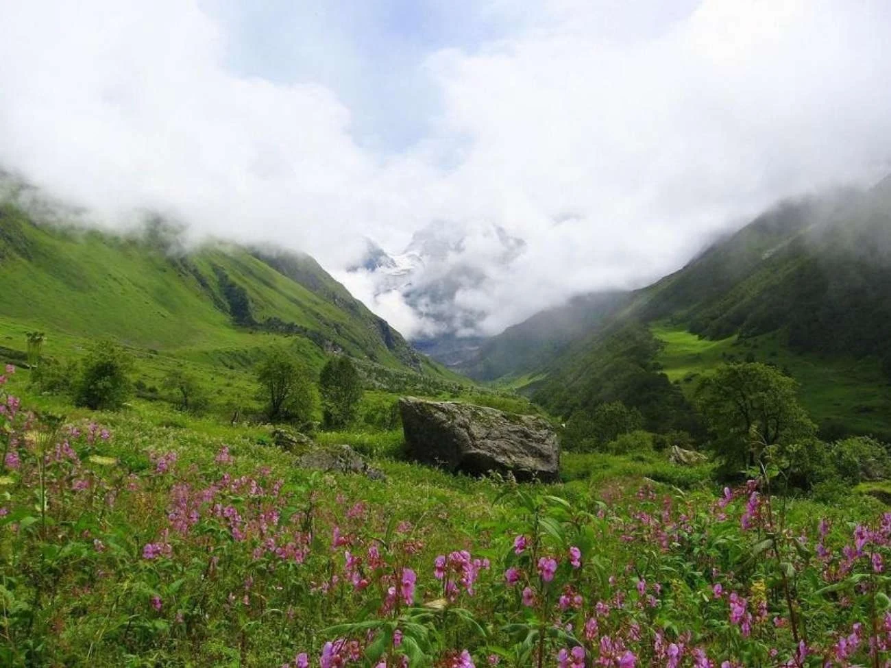 Niecierpek gruczołowaty w Parku Narodowym Doliny Kwiatów w Indiach