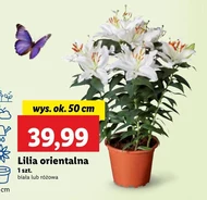 Lilia Ok.