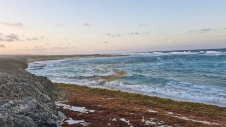 Zagrożenie dla turystyki. Jak masowy zakwit gronorostów wpłynie na ekosystem? 