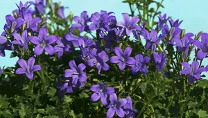 Tej rośliny nie zniszczy żadna susza. Jeśli posadzisz teraz, zakwitnie przed wakacjami