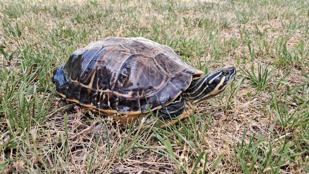 Inwazyjny żółw z gatunku Pseudemys floridana znaleziony w Poznaniu Inwazyjny żółw z gatunku Pseudemys floridana znaleziony w Poznaniu