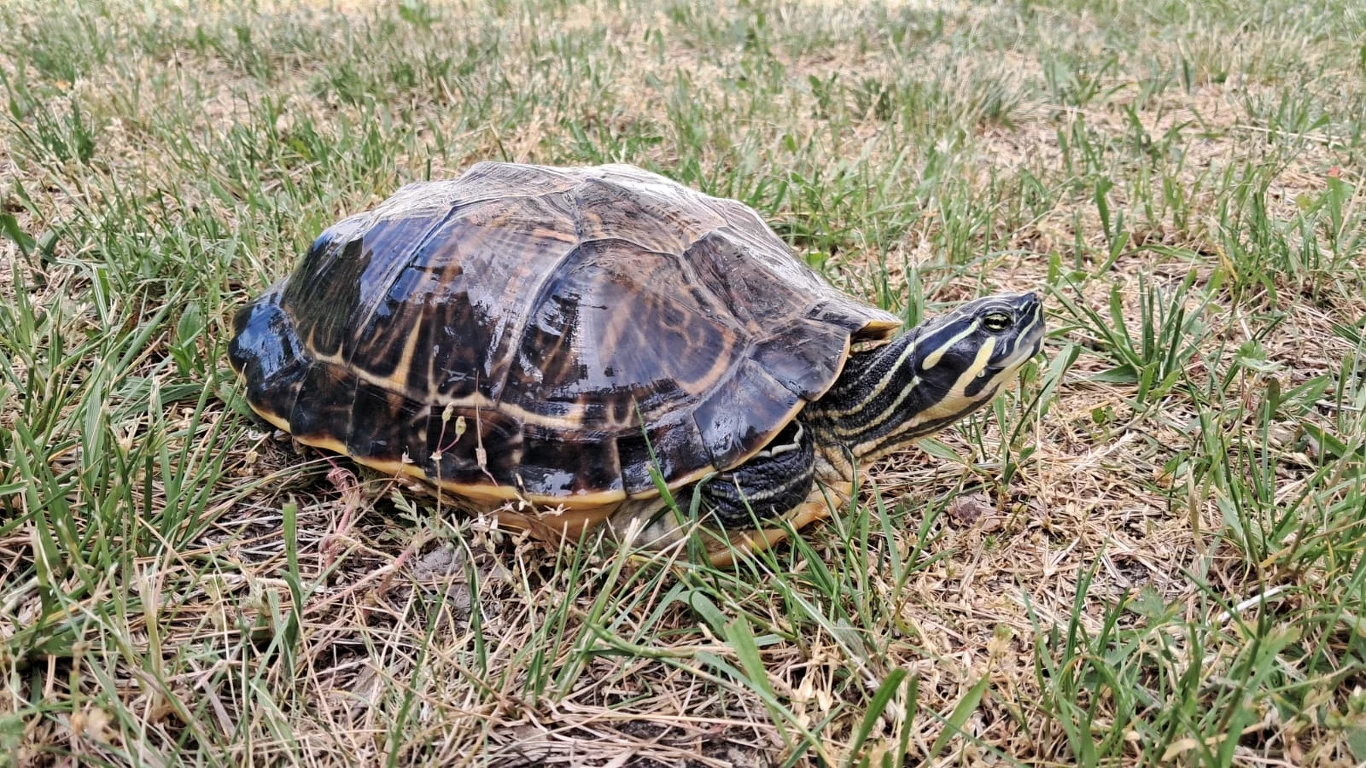 Inwazyjny żółw z gatunku Pseudemys floridana znaleziony w Poznaniu Żółw spacerujący po trawniku, jego skorupa jest ciemna ze smugami, a głowa ozdobiona charakterystycznymi żółtymi pasami. W tle widać suchą trawę.