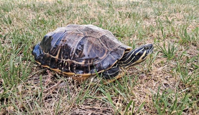 Inwazyjny żółw z gatunku Pseudemys floridana znaleziony w Poznaniu