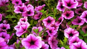 Wlewaj do doniczek raz na 2 tygodnie. Petunie utoną w kwiatach