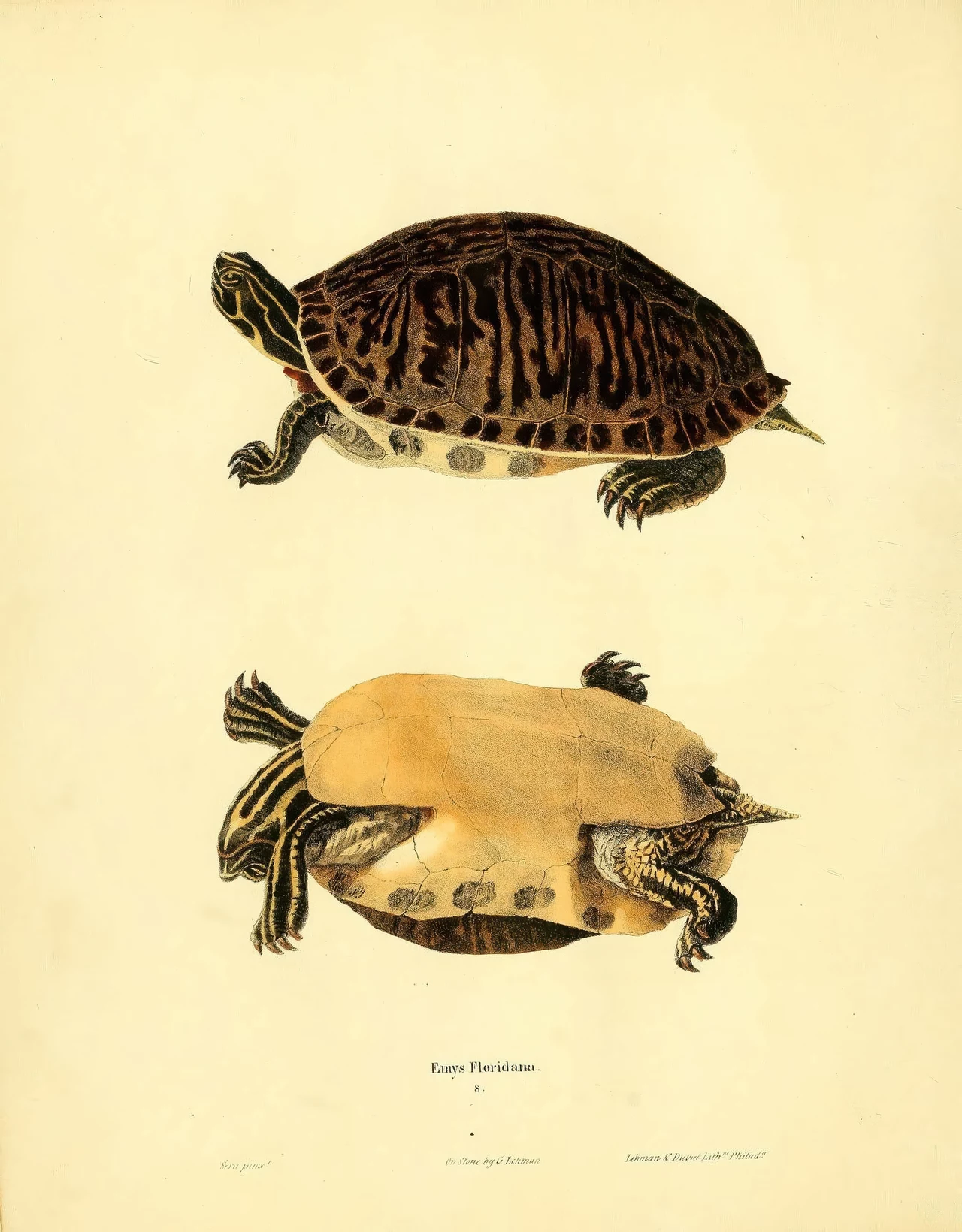 Żółw Pseudemys floridana ma charakterystyczne żółte pasy na ciele Dwie ilustracje żółwi, jeden przedstawiony od góry, drugi od spodu. Szczegółowe rysunki ukazują wzory na skorupach oraz budowę ciała, zachowując naturalne kolory i realistyczny styl graficzny.