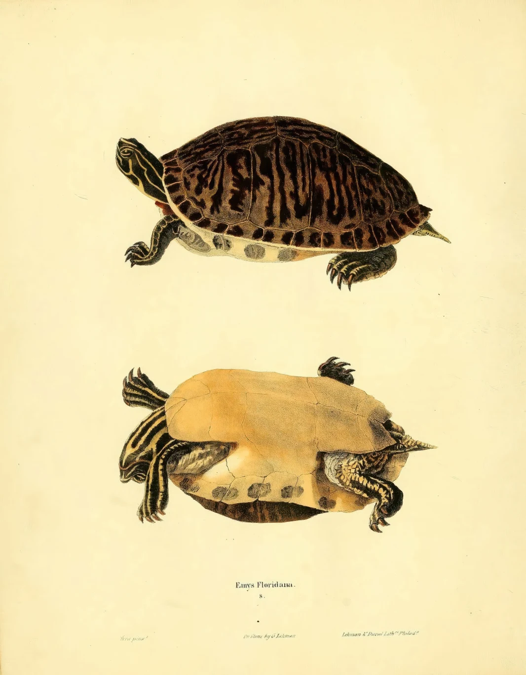 Żółw Pseudemys floridana ma charakterystyczne żółte pasy na ciele Dwie ilustracje żółwi, jeden przedstawiony od góry, drugi od spodu. Szczegółowe rysunki ukazują wzory na skorupach oraz budowę ciała, zachowując naturalne kolory i realistyczny styl graficzny.