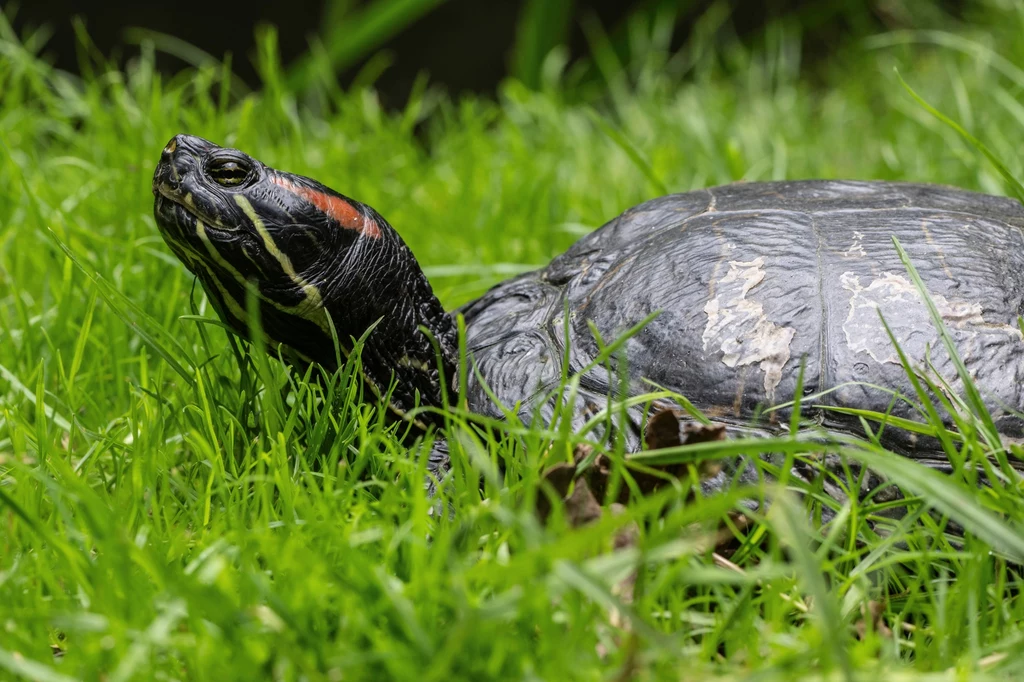 Czerwona plama z tyłu łowy zdradza inwazyjnego żółwia czerwonouchego Żółw z czerwonymi akcentami na głowie wśród zielonej trawy, oświetlony naturalnym światłem.