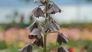 Obsypie ogród morzem ciemnych dzwonków. Obłednie wygląda i jest wieloletnie