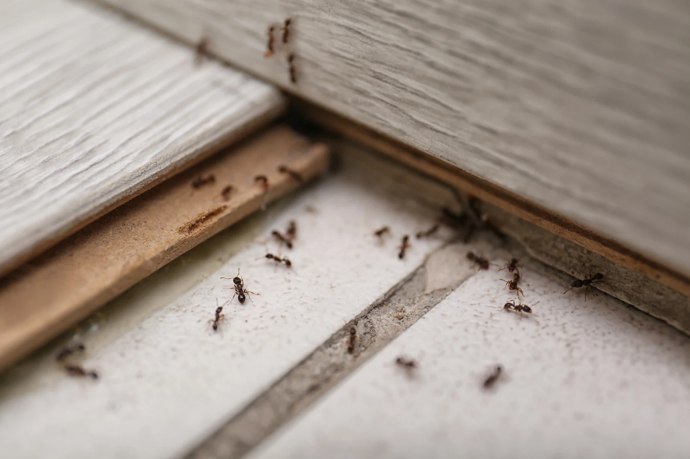 Co na mrówki na balkonie? Kilka mrówek wędruje po szczelinach między drewnianymi deskami i białymi płytkami, co może sugerować problem z insektami w domu.