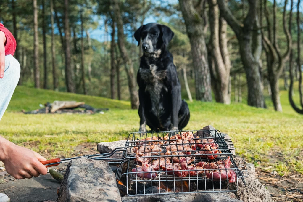 Pies może mieć przygotowany osobny posiłek z grilla bez przypraw i marynaty Czarny pies siedzi na tle drzew w parku obok grilla pełnego kiełbasek, a osoba obraca mięso na grillu.
