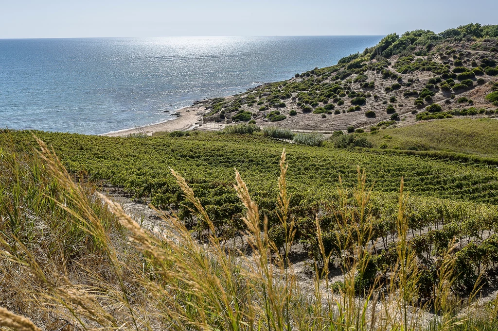 Winnice Pinot Grigio w Menfi na Sycylii, jedna z największych spółdzielni winiarskich w Europie Widok na winnicę położoną na wzgórzu z widokiem na morze, z zielonymi rzędami winorośli i roślinnością na horyzoncie, na tle falującej wody i nieba.