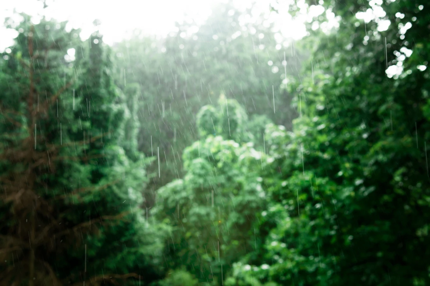 Las w czasie deszczu z bujną zieloną roślinnością. Krople deszczu widoczne na tle drzew, tworzące zamgloną atmosferę.