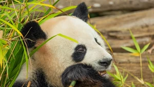 Panda, zdj. ilustracyjne