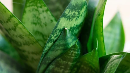 Sansewieria na promocji w Biedronce 