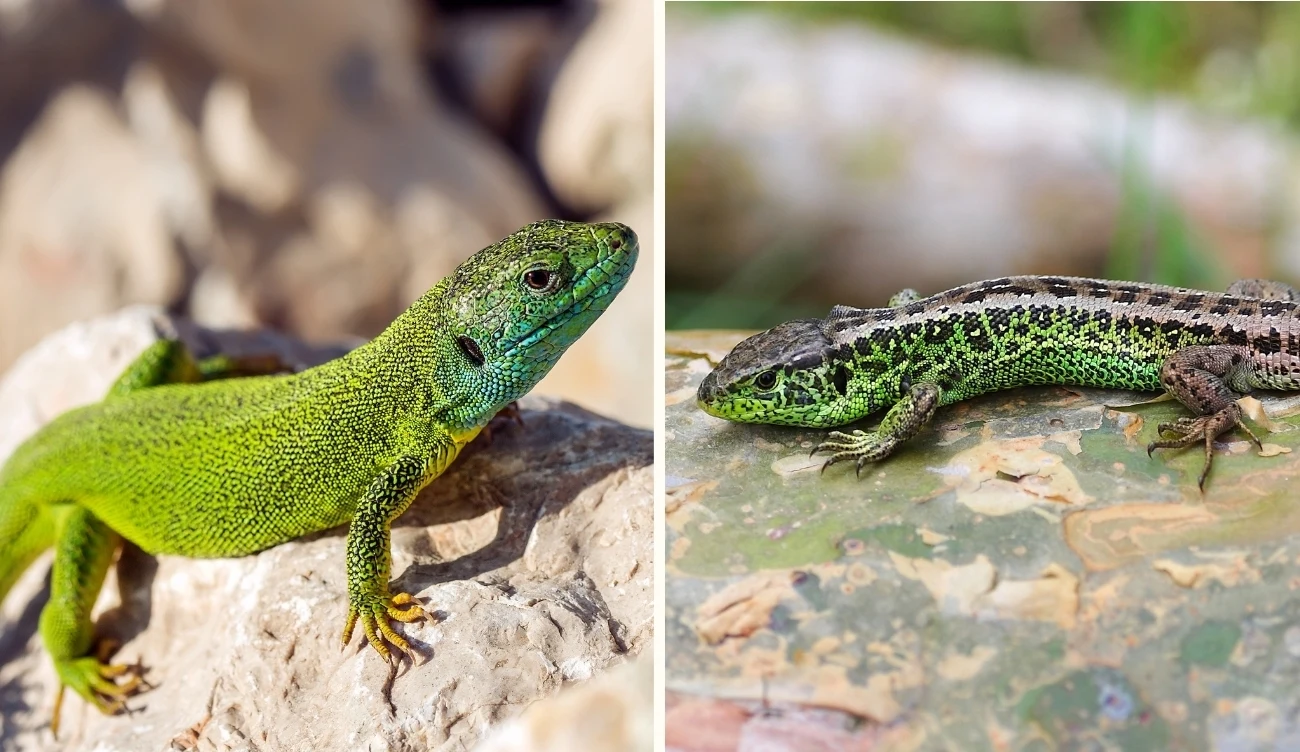 Porównanie jaszczurki zielonej łac. Lacerta viridis (po lewej) i jaszczurki zwinki o zielonym ubarwieniu łac. Lacerta agilis (po prawej) /CanvaPro