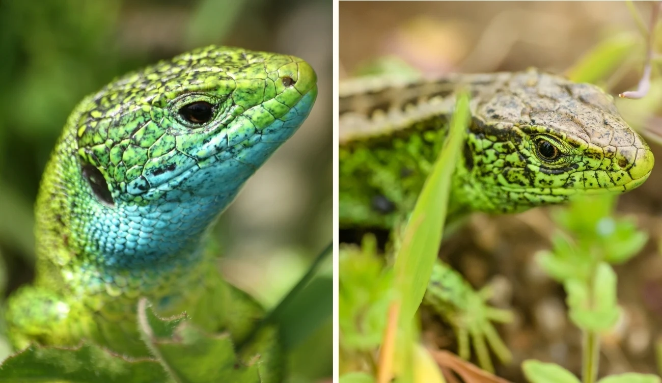 Porównanie jaszczurki zielonej łac. Lacerta viridis (po lewej) i jaszczurki zwinki o zielonym ubarwieniu łac. Lacerta agilis (po prawej) /CanvaPro