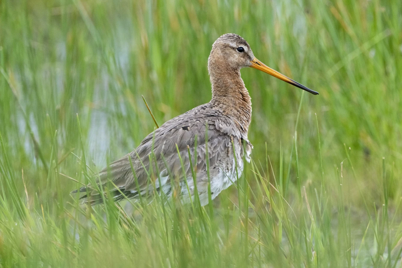 Szacuje się, że populacja rycyka (łac. Limosa limosa) w ostatnich dwudziestu latach spadła o ok. 90 proc. Szacuje się, że populacja rycyka (łac. Limosa limosa) w ostatnich dwudziestu latach spadła o ok. 90 proc.