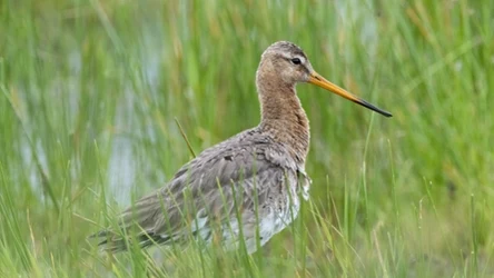 Szacuje się, że populacja rycyka (łac. Limosa limosa) w ostatnich dwudziestu latach spadła o ok. 90 proc.
