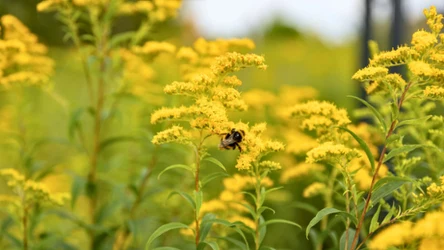 Jaki wpływ na pszczoły mają rośliny inwazyjne? 
