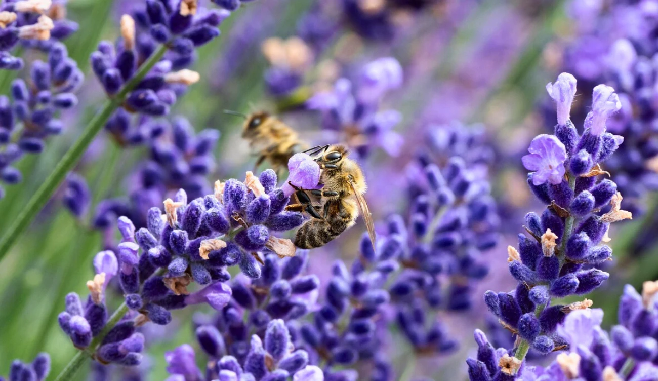 Nie wszystkie rośliny są dla pszczół dobre 
