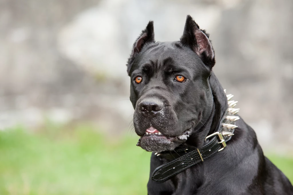 Psy rasy cane corso mogą ważyć nawet 50 kg Psy rasy cane corso mogą ważyć nawet 50 kg