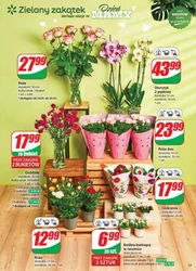 Świętuj Dzień Mamy z nami – Dino