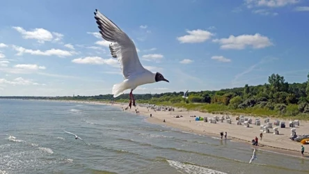 Kojarzysz tego ptaka?