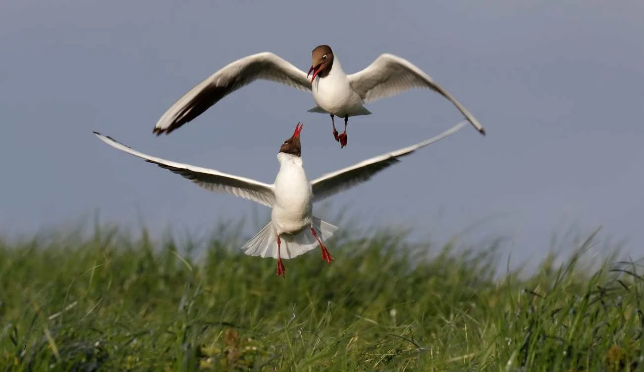 Chroicocephalus ridibundus
