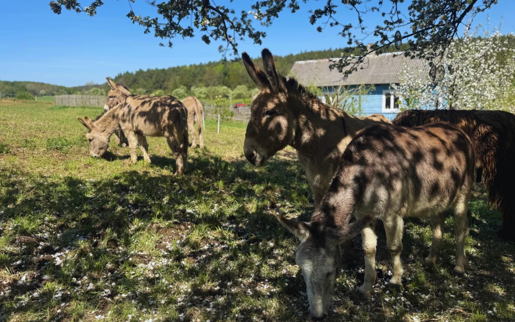 Kraina łagodności u stóp Świętego Krzyża Kraina łagodności u stóp Świętego Krzyża
