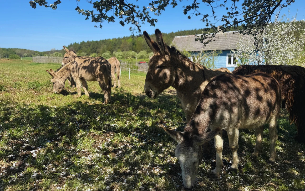 Kraina łagodności u stóp Świętego Krzyża