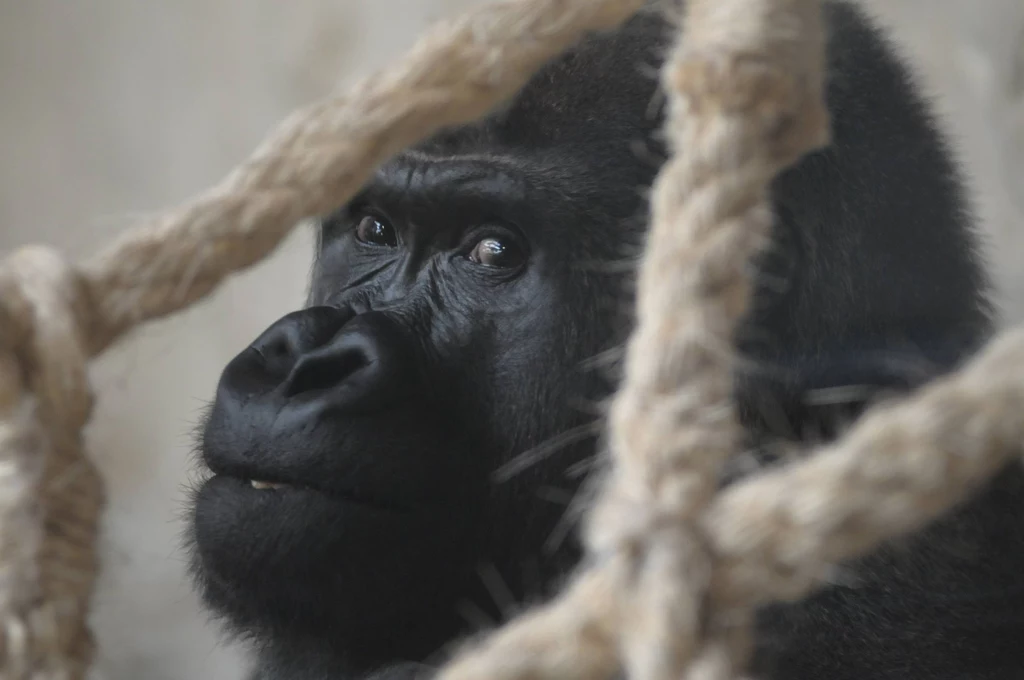 Gorylica z warszawskiego zoo. Te małpy mieszkają w Polsce tylko tutaj Gorylica z warszawskiego zoo. Te małpy mieszkają w Polsce tylko tutaj