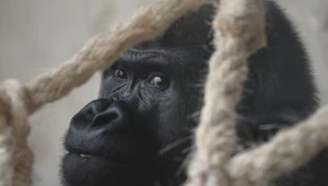 Zoo w Warszawie zaczyna nowy rozdział. "Mamy dla was niespodziankę"