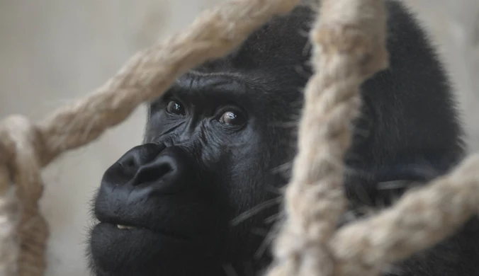 Gorylica z warszawskiego zoo. Te małpy mieszkają w Polsce tylko tutaj