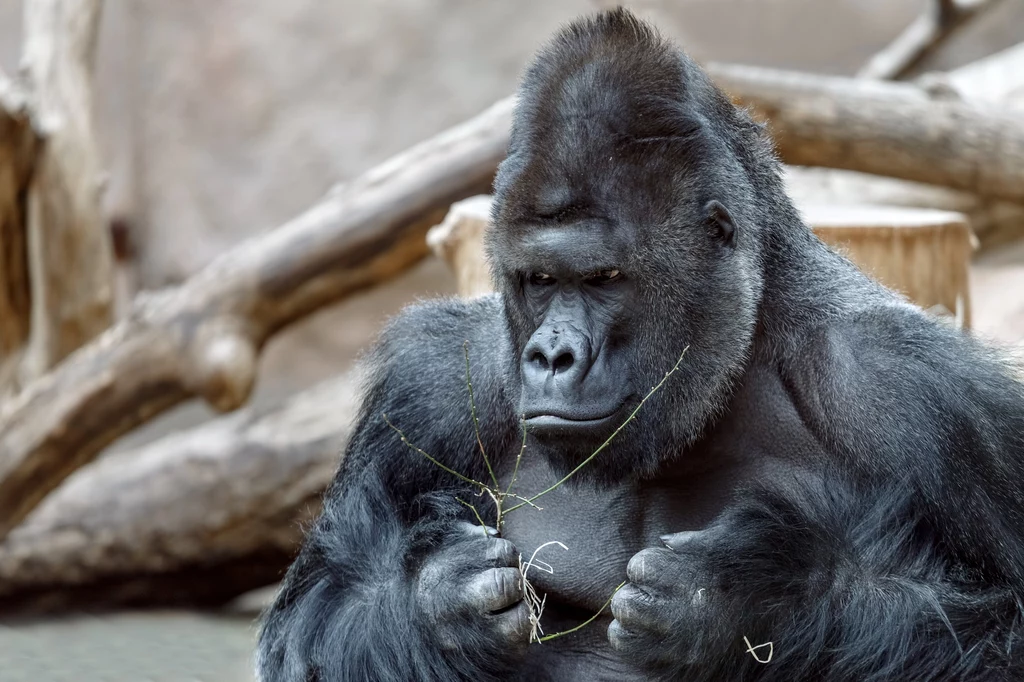 Obecność goryli w zoo to wielkie wyróżnienie Goryl siedzący na tle wybiegu trzyma gałązkę w łapach, patrzy spokojnie przed siebie, w tle widać drewniane konary przypominające naturalne środowisko.