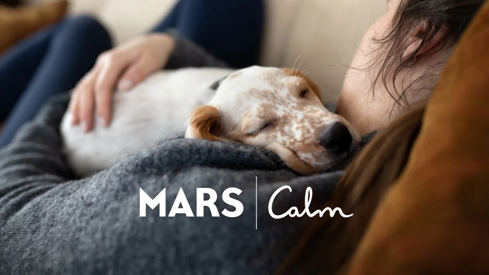 Mars Polska Mały biało-brązowy pies śpiący przytulony do osoby w szarym swetrze, leżącej na kanapie, atmosfera relaksu i spokoju, napis MARS Calm na pierwszym planie.