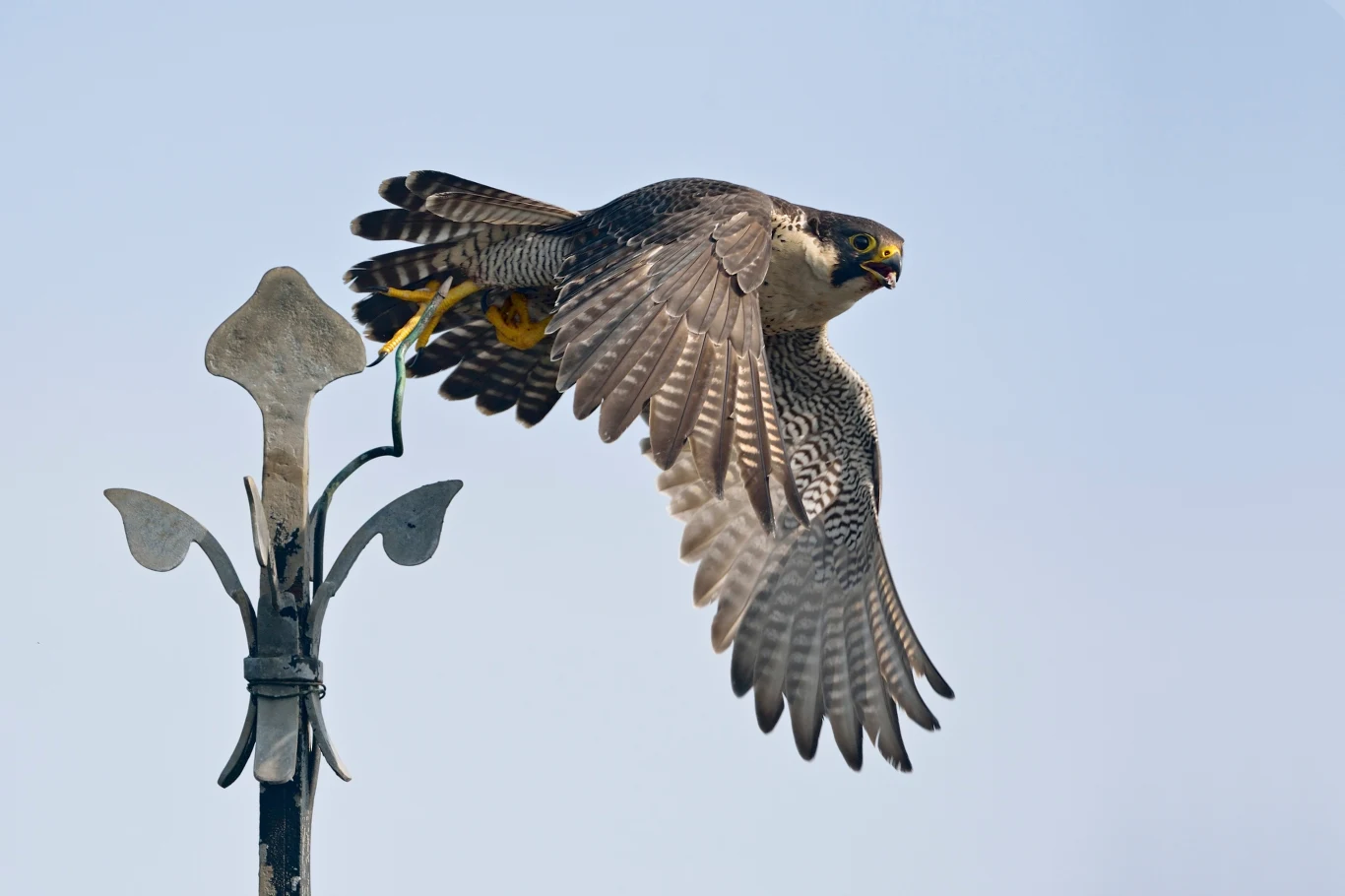 Sokół w locie z rozpostartymi skrzydłami, odlatujący z metalowego elementu o ozdobnym kształcie na tle nieba.