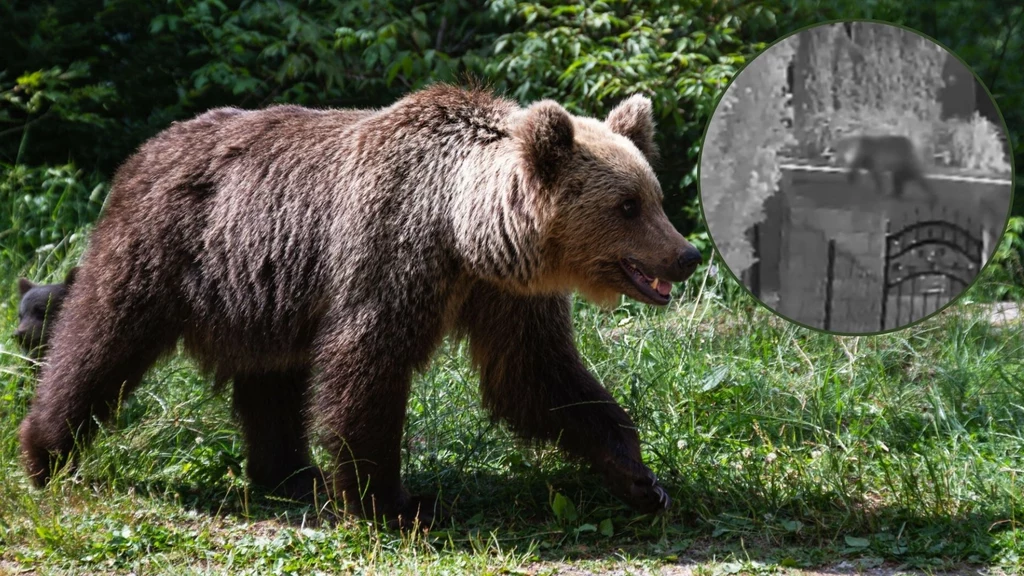 Niedźwiedź chodzi między domami w Małopolsce