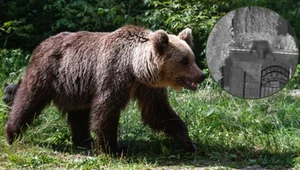 "Niechciany gość" w Małopolsce. ​Ostrzeżenie dla mieszkańców