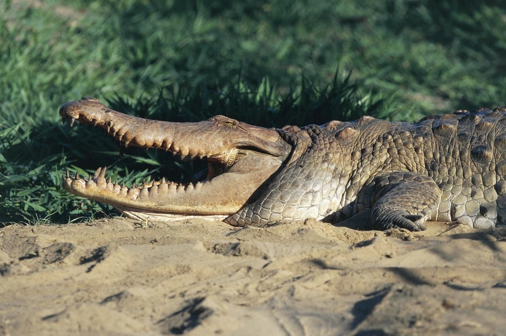 Crocodylus intermedius, czyli krokodyle z Orinoko to prawdziwe giganty Crocodylus intermedius, czyli krokodyle z Orinoko to prawdziwe giganty