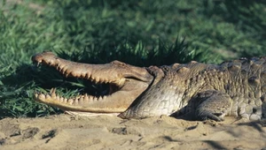 Na świecie zostało ich zaledwie ok. 100. Giganty mogą mieć nawet 7 metrów