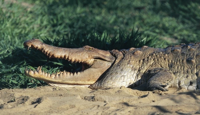 Crocodylus intermedius, czyli krokodyle z Orinoko to prawdziwe giganty