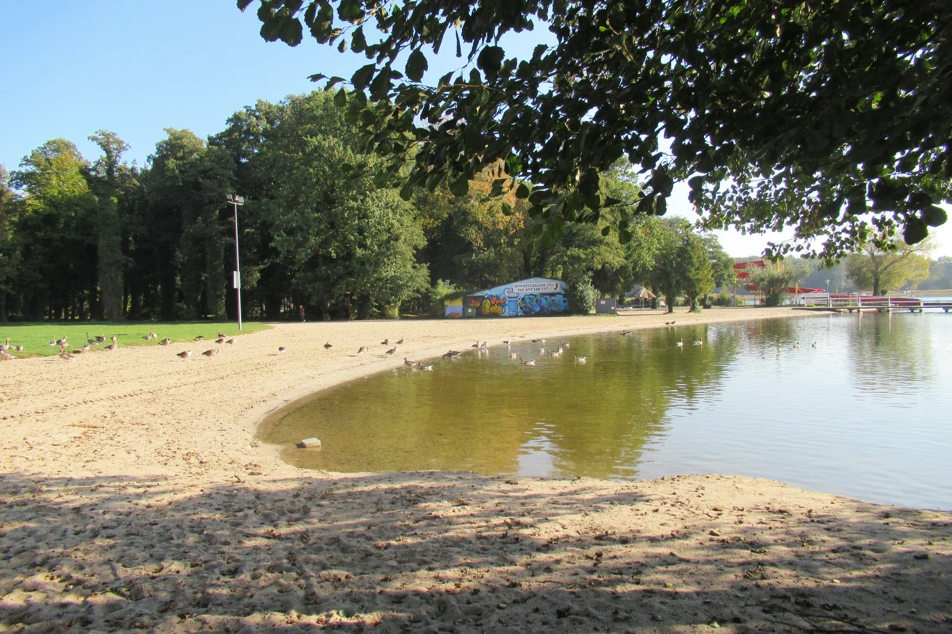 Piaszczysta plaża nad brzegiem jeziora, wokół której spacerują kaczki i mewy, w tle widoczna zieleń drzew oraz budynek z kolorowym graffiti.