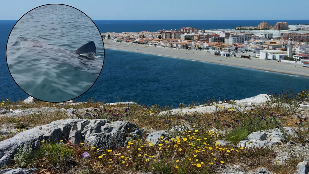 Rekin u wybrzeży kurortu Marbella położonego na Costa del Sol Rekin u wybrzeży kurortu Marbella położonego na Costa del Sol