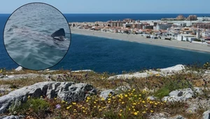 Rekin u wybrzeży kurortu Marbella położonego na Costa del Sol