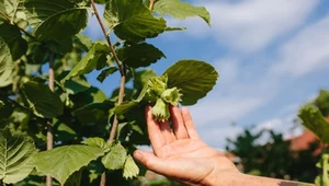 Seniorze, koniecznie wprowadź do diety. To naturalny obniżacz cholesterolu 