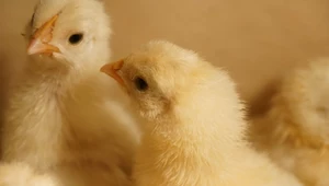 Ciężarówka stała zamknięta przez trzy dni. W środku było 12 tys. piskląt 