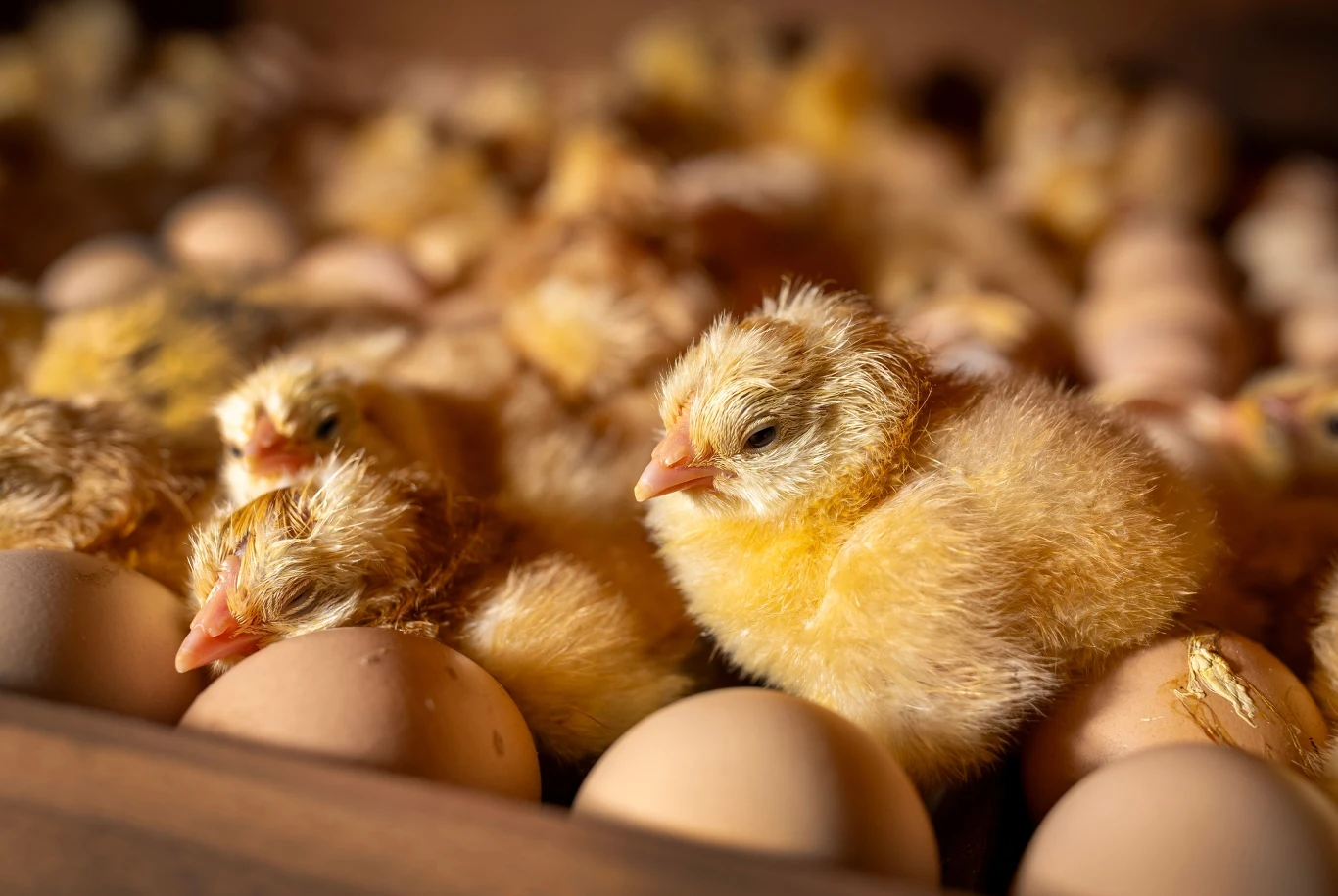 Pisklęta zostały wyhodowane na farmie Freedom Ranger Hatchery w Pensylwanii