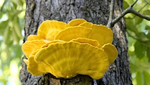 W maju znajdziesz go w lesie. Jest jadalny i łatwo go rozpoznać